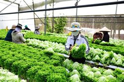Sản xuất rải vụ - giải pháp để dễ tiêu thụ nông sản