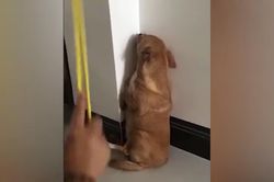 Clip: Tan chảy với gương mặt 'ngây thơ vô số tội' của chú chó bị chủ phạt