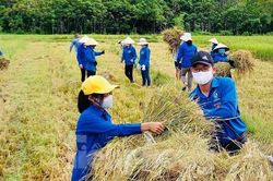 'Áo xanh' ra đồng giúp người dân gặt lúa chạy bão Côn Sơn