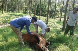Công bố hết dịch viêm da nổi cục trên đàn trâu, bò tại Cam Tuyền