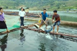 Thanh niên DTTS vùng núi phía Bắc khởi nghiệp từ mô hình HTX (Bài 1): Khát vọng lập thân, lập nghiệp