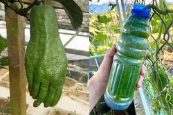 Giật mình trước muôn kiểu mọc oái oăm của củ quả trong vườn