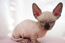 Top động vật xấu không tưởng nhưng giá 'chát' bất ngờ, nhà giàu cuồng mua