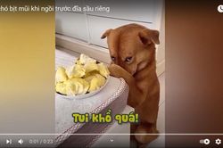 Clip: Phản ứng ngộ nghĩnh của chú chó khi được... ngửi sầu riêng