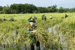 Thanh Hóa: Chiến sĩ công an xuống đồng cùng bà con thu hoạch lúa tránh bão