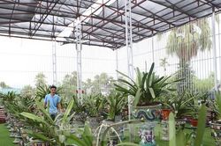 Mê mẩn vườn lan bạc tỷ của chàng kỹ sư tin học bỏ phố về quê lập nghiệp