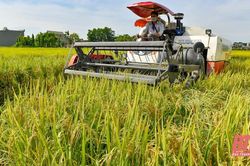 Nông dân Thanh Hóa hối hả gặt lúa tránh bão Conson