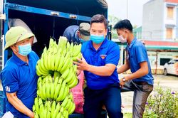 Người Sơn Dương gửi 200 tấn gạo, củ quả hỗ trợ Hà Nội