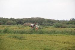 Kinh tế Nông nghiệp - Nông thôn Còn khoảng 700 ha lúa chưa thu hoạch