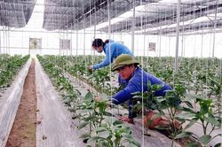 Sửa đổi Luật HTX 2012: 'Chìa khóa' để khu vực HTX bứt phá