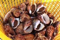 Săn ốc hoàng đế khổng lồ ở Phú Quốc