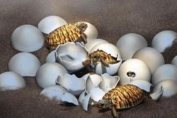 Phôi thai quý hiếm từ 'quái thú' to bằng con người, sống thời khủng long