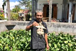 Nuôi loài ăn tạp và ít mắc bệnh, nông dân ở TT-Huế 'ngồi mát ăn bát vàng'