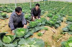 Si Ma Cai thực hiện 'tam nông'
