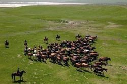 Trang trại ngựa 2.000 năm tuổi ở Trung Quốc