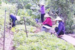 Phủ xanh đất trống bằng rau sạch