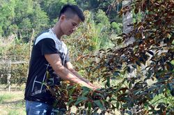 Đảng viên tiên phong phát triển kinh tế
