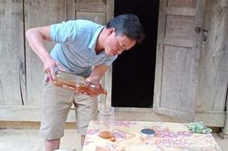Triển vọng mô hình nuôi ong rừng
