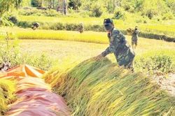 Kinh tế Nông nghiệp - Nông thôn Giúp người dân vùng cao thu hoạch lúa