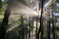 UNESCO công nhận Núi Chúa và Cao nguyên Kon Hà Nừng là khu dự trữ sinh quyển thế giới