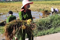 Quảng Ngãi: Công an, Quân đội cùng hội, đoàn thể giúp dân gặt lúa bị ngập sau bão