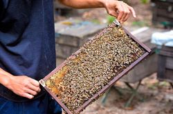 Buồn vui đời nuôi ong du mục