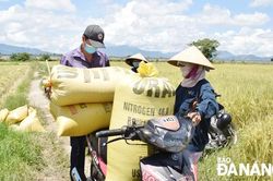 Nông dân phấn khởi bội thu lúa hè thu