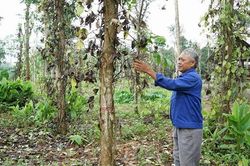 Tăng cường phòng trừ dịch hại trên cây hồ tiêu