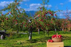 Các nhà nghiên cứu dùng công nghệ chỉnh sửa gen để tái tạo cây trồng