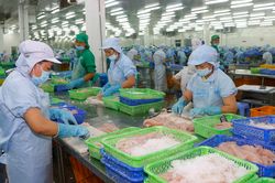 300.000 lao động tại các nhà máy thủy sản mất công ăn việc làm
