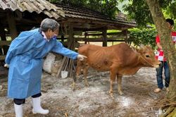Nguy cơ dịch bệnh động vật lây lan diện rộng là rất cao