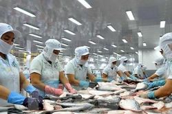 Mất 2 năm doanh nghiệp thủy sản mới có thể phục hồi sản xuất?