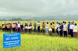 Hiệu quả ứng dụng chế phẩm sinh học trong sản xuất lúa