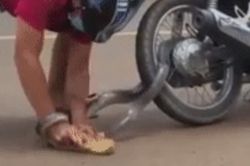 Thấy con rắn quấn vào bánh xe, người đàn ông liều lĩnh làm điều này
