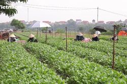 Vùng xanh trở lại sản xuất để cung ứng thực phẩm cho Thủ đô