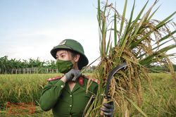 Khúc ca da diết của nữ Công an Thủ đô giúp dân khu phong tỏa gặt lúa lúc hoàng hôn