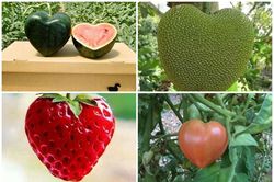 Thích mắt ngắm những loạt quả hình trái tim độc đáo