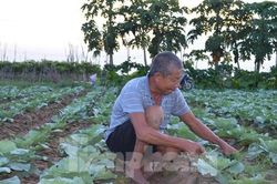 Nông dân ngoại thành Hà Nội phấn khởi ra đồng sau nới lỏng giãn cách