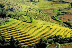 Những thửa ruộng bậc thang đẹp mê hoặc lòng người ở Tả Lèng