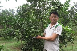 Tiềm năng phát triển cây bưởi trên đất Yên Lập