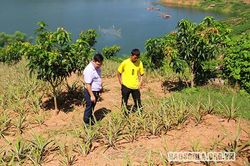 Chiềng Ơn trồng 50 ha dứa