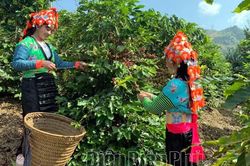 Ứng dụng công nghệ cao trong nông nghiệp ở Tuần Giáo còn nhiều khó khăn
