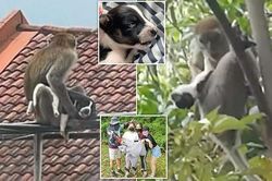 Khỉ hoang bắt cóc chó nhà làm con tin, ba ngày sau mới trả về