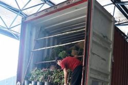 Dùng nhiều chậu cây hoa giấy để 'ngụy trang' nhiều sản phẩm hàng hóa lậu
