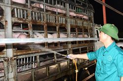 Giá thịt lợn lao dốc, chủ trại nuôi kêu trời vì lỗ tiền tỷ