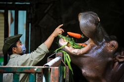 30 người ở lại chăm sóc thú tại Thảo Cầm Viên