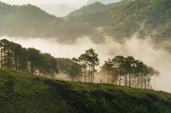 Đồi thông Vinh Quý - Một thoáng mơ màng trong lòng Hạ Lang