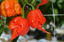 Những loại ớt có độ cay nhất thế giới