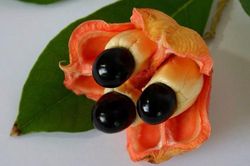 Loại quả độc chết người là đặc sản trăm năm