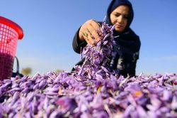 'Bà trùm Vàng đỏ' Afghanistan đấu tranh cho phụ nữ dưới thời Taliban